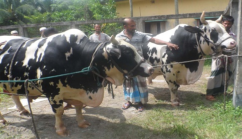 ৪০ মন ওজনের জমজ ভাই সাড়ে ৬ লাখ টাকায় বিক্রি!