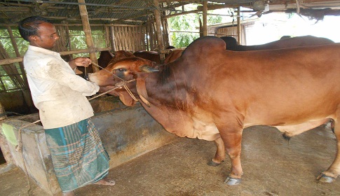 ৬৫ কোটি টাকা বিক্রির আশাবাদ পশু সম্পদ বিভাগের 