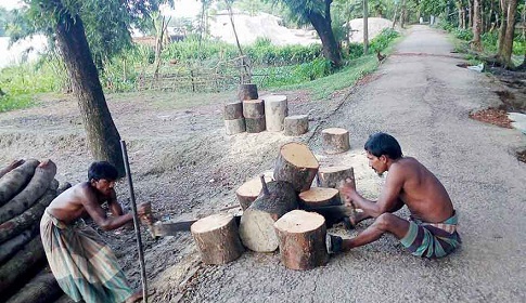 কোরবানির ঈদকে সামনে রেখে  মির্জাগঞ্জে গাছের গুঁড়ি তৈতিরে ব্যস্ত ব্যবসায়ীরা 