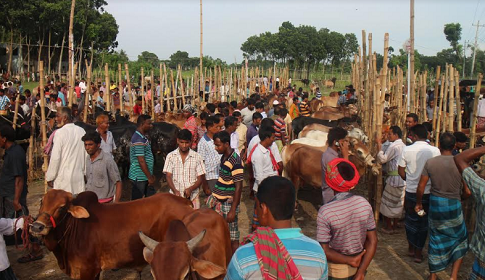 কুষ্টিয়ার পশু হাটে ছোট গরুর কদর বেশি