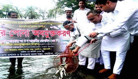 গলাচিপায় বিভিন্ন জলাশয়ে মাছের পোনা অবমুক্ত