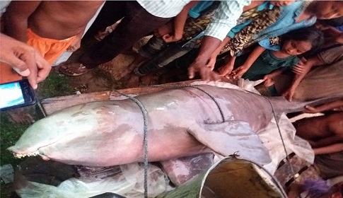 অবশেষে আড়াই মণ ওজনের ডলফিনটির ঠাঁই মিলল রংপুর চিড়িয়াখানায় 