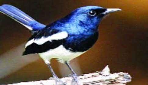 গলাচিপা থেকে বিলুপ্তির পথে জাতীয় পাখি দোয়েল