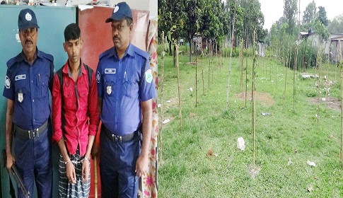 নিয়ামতপুরে মাদ্রাসায় ৮০০ চারা গাছ কর্তনের অভিযোগে গ্রেফতার ১