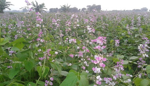 অটো ও বিষ্টুট শিম আবাদ করে চুয়াডাঙ্গার কৃষকরা বেজায় খুশি