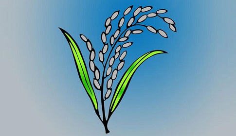 ঐক্যফ্রন্টের কমন প্রতীক ধানের শীষ