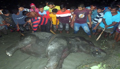 গোবিন্দগঞ্জে কীটনাশক খেয়ে পাগল হাতির তান্ডব