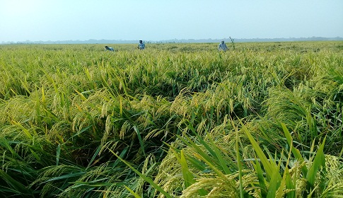 কোঁদালীছড়ায় আমনের বাম্পার ফলন, কৃষকের বাঁধভাঙা হাসি
