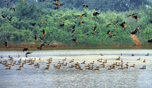 রামসাগর দীঘিতে অতিথি পাখির সমারোহ