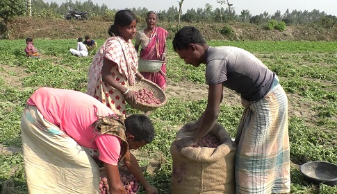 দিনাজপুরে আলুর বাম্পার ফলন, লাভবান হচ্ছে মধ্যভোগী ব্যবসায়ীরা