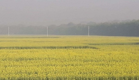 মাদারীপুরে সরিষার বাম্পার ফলনের সম্ভাবনা