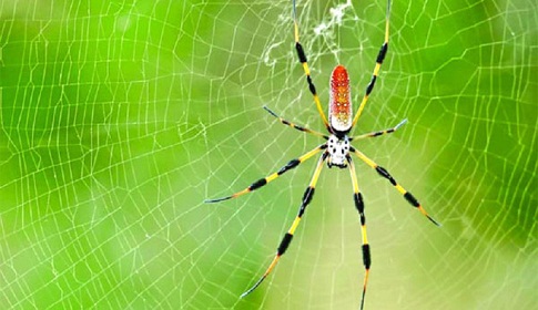 মাকড়সার বিষে ফিরবে পুরুষের প্রজনন ক্ষমতা!