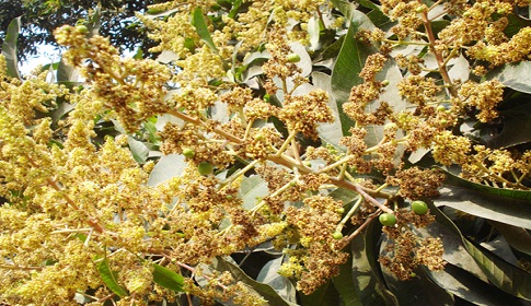 দিনাজপুরের আম বাগানগুলোতে উপচে পড়া মুকুল