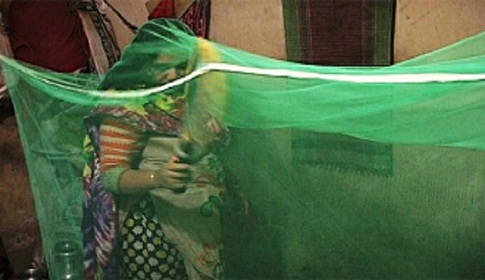 রায়পুরে মসার উপদ্রবে অতিষ্ঠ পৌরবাসী