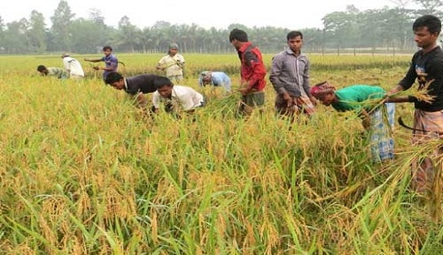 দিনাজপুরে এক মন ধানে মিলছে একজন শ্রমিক !