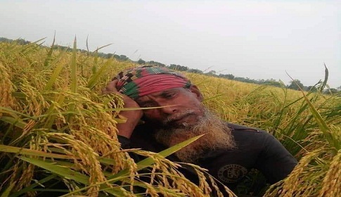 একে ধানের দাম নেই অপরদিকে শ্রমিক সংকট, হতাশ কৃষক