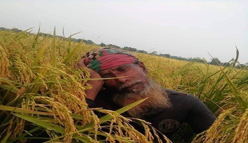 একে ধানের দাম নেই অপরদিকে শ্রমিক সংকট, হতাশ কৃষক  