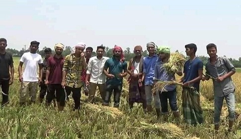 টাঙ্গাইলের সেই কৃষকের জমির ধান কেটে দিলো শিক্ষার্থীরা