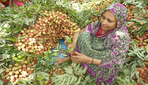 যেমন ফলন তেমন দাম, খুশি মাগুরার লিচু চাষিরা