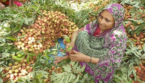 যেমন ফলন তেমন দাম, খুশি মাগুরার লিচু চাষিরা 