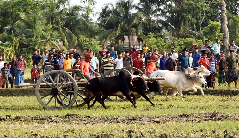 মাগুরার ঐতিহ্যবাহী গরুর গাড়ি দৌড় প্রতিযোগিতা