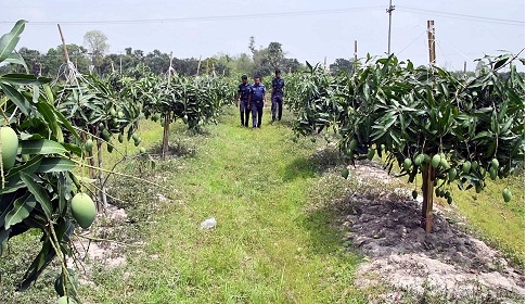 নওগাঁর আম বাগানগুলোতে পুলিশী টহল জোড়দার