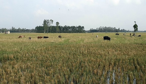 আউশ আবাদে ঝুঁকছেন না কৃষকরা