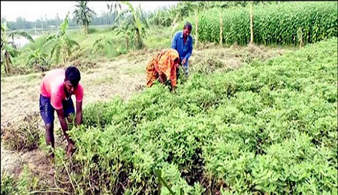 ফুলছড়ির চরাঞ্চলে বাদামের বাম্পার ফলন