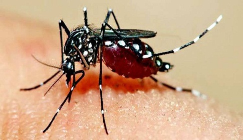 জুনের দ্বিগুণেরও বেশি ডেঙ্গু রোগী জুলাইয়ে