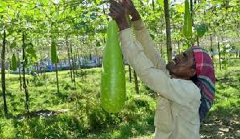 বিরামপুরে নিরাপদ শাক-সবজি উৎপাদনে কৃষকের আগ্রহ বাড়ছে