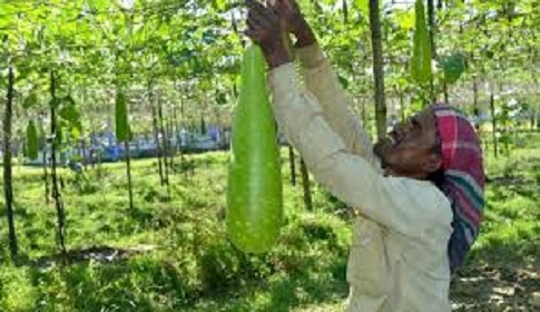 বিরামপুরে নিরাপদ শাক-সবজি উৎপাদনে কৃষকের আগ্রহ বাড়ছে 