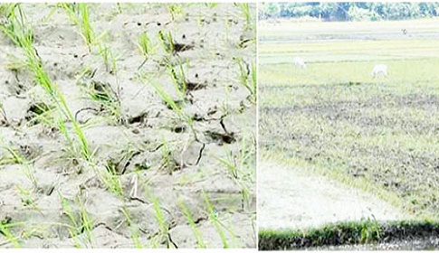 পলাশবাড়ীতে আমন রোপণ ব্যাহত, কাঙ্ক্ষিত বৃষ্টির দেখা নেই
