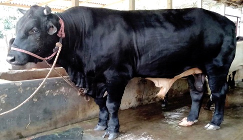 বাহাদুরকে দেখতে ভিড় জমছে সুজানগরের আনোয়ারের বাড়ীতে