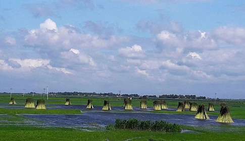 চাটমোহরে পানির অভাবে পাট জাগ দিতে পারছে না কৃষকরা