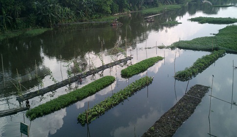 ঈশ্বরগঞ্জে নদীর বুকে ভাসমান সবজি চাষ