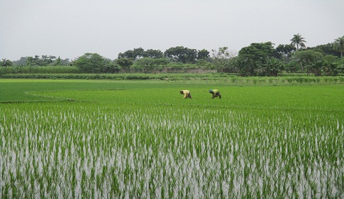 ঝিনাইদহে ৩ লাখ ৫ হাজার ৮৮ টন আমন চাল উৎপাদনের টার্গেট