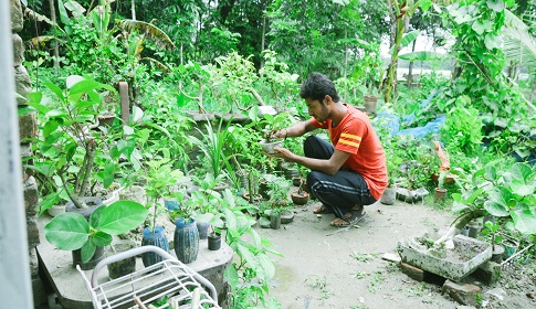 বনসাই এখন পেশা হিসেবে নিতে চান তারিকুল