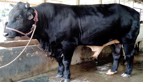 শেষ সময়ে বড় গরু বিক্রি করতে না পেরে হতাশায় খামারীরা