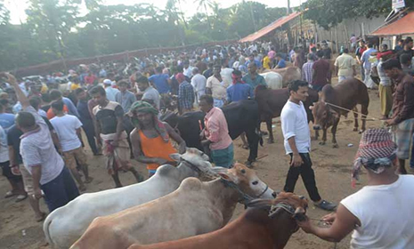 শেষ দিনে ফেনীতে কমেছে পশুর দাম