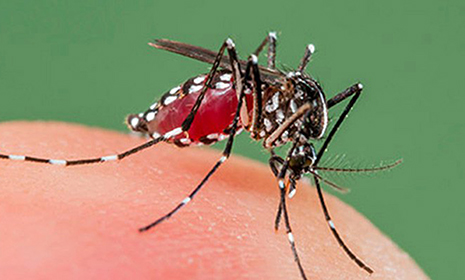 টার্মিনাল-স্টেশন এলাকায় এডিস মশা বেশি