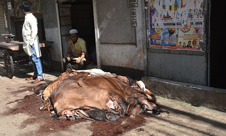 রাস্তায় পচছে চামড়া, বিনামূল্যেও নিচ্ছে না
