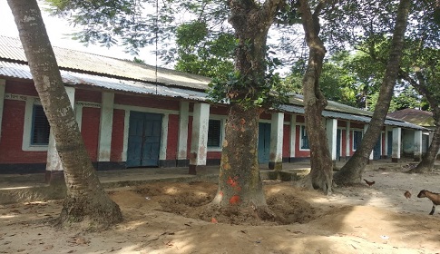 বিদ্যালয়ের টয়লেট মেরামতের অজুহাতে গাছ কর্তনের অভিযোগ