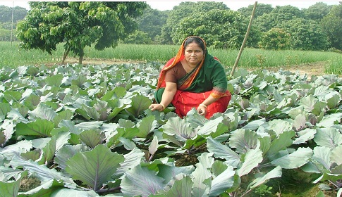 শীতকালীন সবজিচাষে ঈশ্বরদীর কৃষকরা মহাব্যস্ত