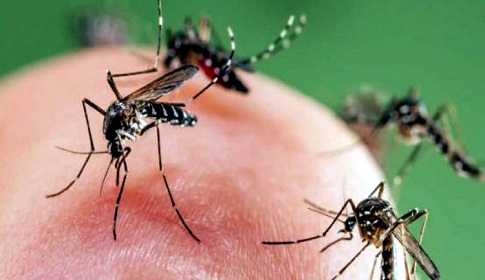 মশা নিয়ে চার বিভাগে জরিপ হবে