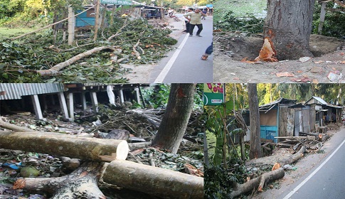 চেয়ারম্যানের বিরুদ্ধে সরকারী গাছ কাটার অভিযোগ