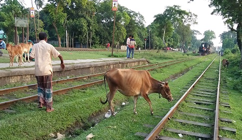 গৌরীপুর রেলস্টেশন যেন গোচারণ ভূমি!