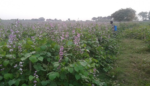 অটো শিম আবাদ করে চুয়াডাঙ্গার কৃষকরা বেজায় খুশি