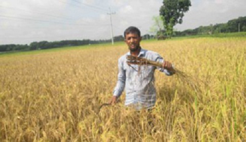 ঝিনাইদহে ধানক্ষেতে বাদামি গাছ ফড়িং পোকার আক্রমন, কৃষকরা মহাবিপাকে