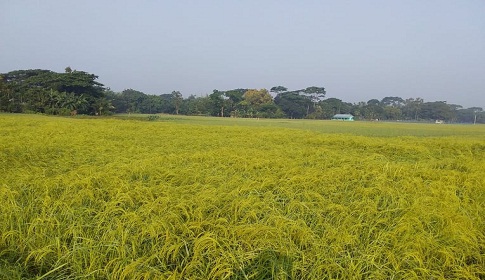 হেমন্তের সকালে শিশির ভেজা আমন ক্ষেত