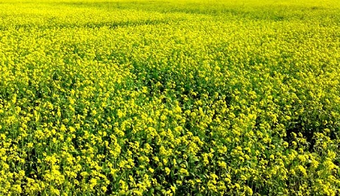নওগাঁয় সরিষা চাষে আগ্রহী হয়ে উঠছেন কৃষকরা
